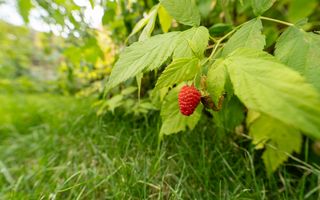 Casa tip Duplex in Critian, Brasov - Poză 18