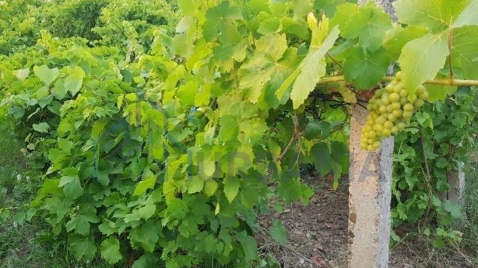 Teren intravilan 1.600 mp, Vișan, str. Al. Macedonski – ideal dezvoltare duplexuri/bloc - Poză 3