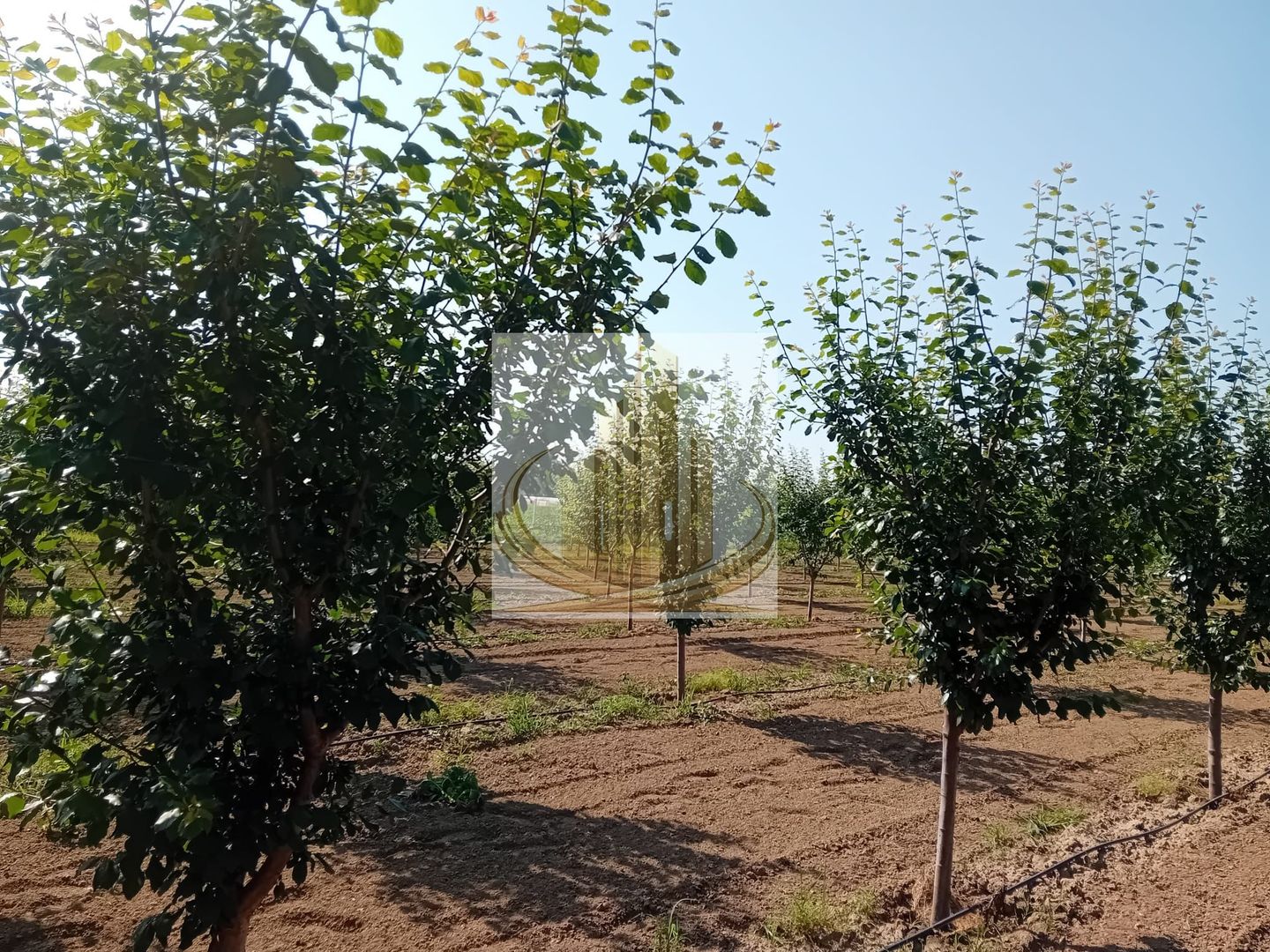 Vand/Schimb Livada Belint 16000mp - Poză 13