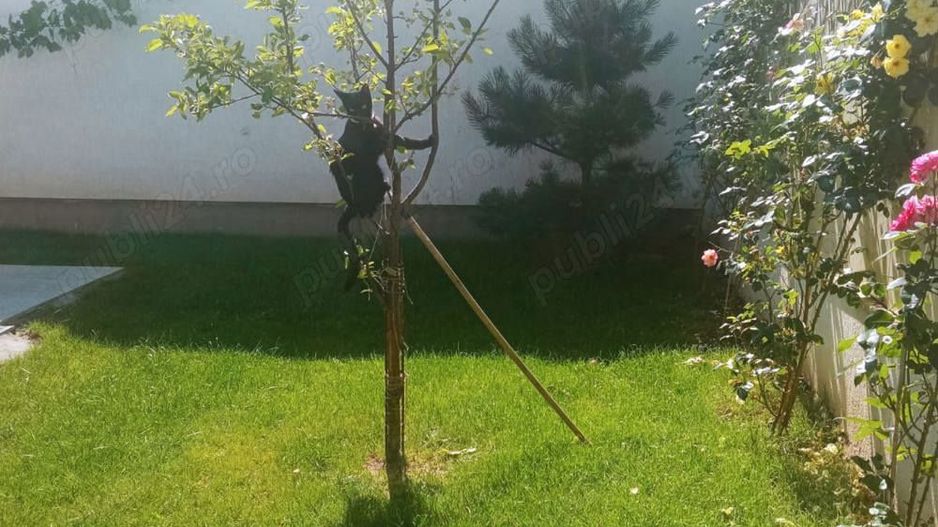 Vand apartament 5 camere ,200mp ,parter + curte proprie 150 mp - Poză 8