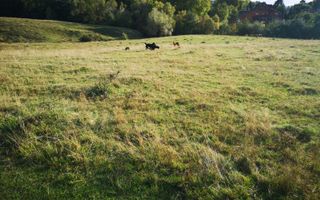 TEREN INTRAVILAN 9427 MP, CAMPULUNG - Poză 3