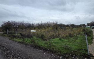 Teren Aleea Viilor Adunatii Copaceni - Poză 3