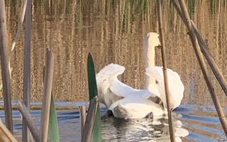 Teren 2000 mp de vânzare – Comana, deschidere la lac, aproape de Parcu - Poză 13
