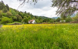 Casa traditionala + 8.500 mp teren, intravilan, Sinca Noua, Brasov - Poză 14