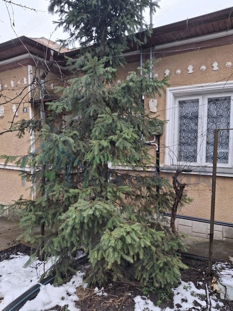 Casa de vanzare Copou-Sadoveanu - Poză 4