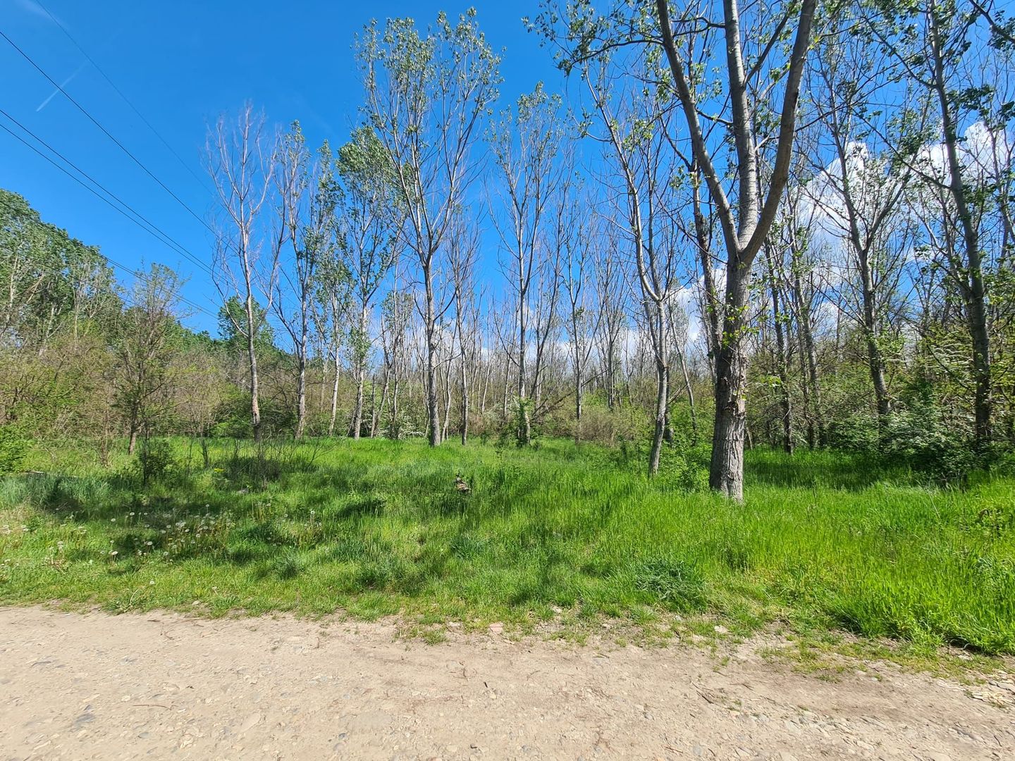 Teren de vanzare / Dem Radulescu - Poză 5