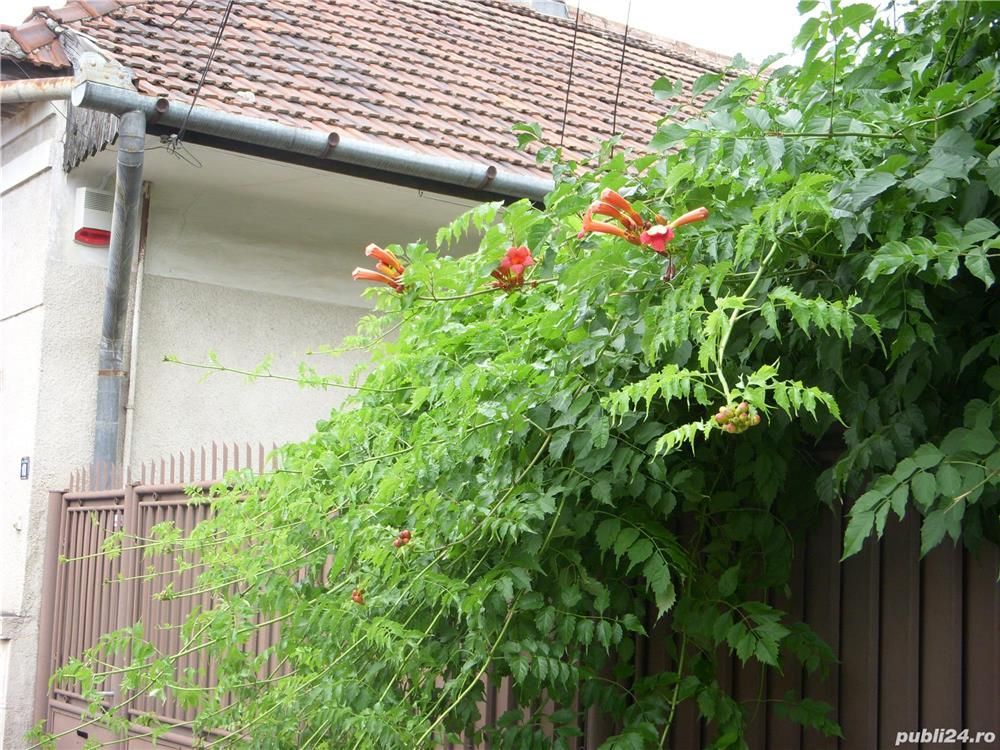 BRASADAS vinde casa singur in curte in zona semicentrala. - Poză 2