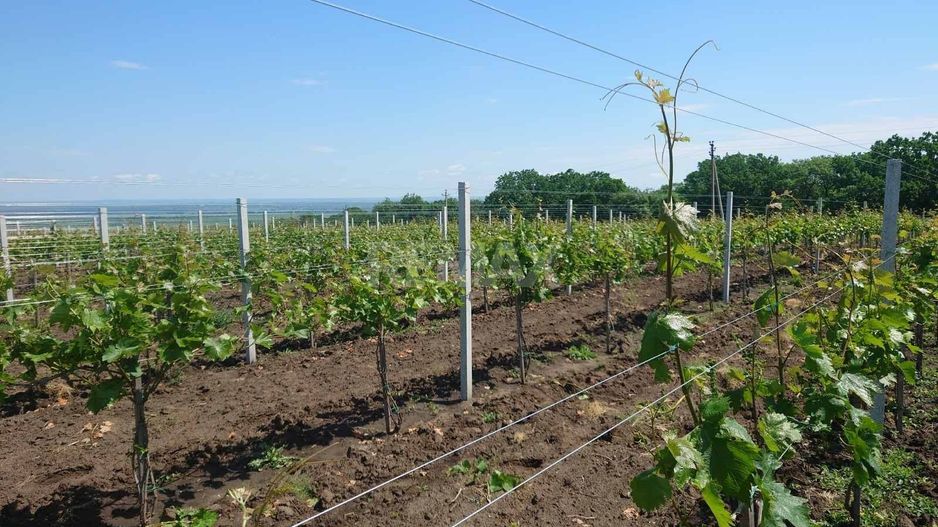 Plantație de viță-de-vie 5,7 ha  investiție cu recuperare rapidă - Poză 6