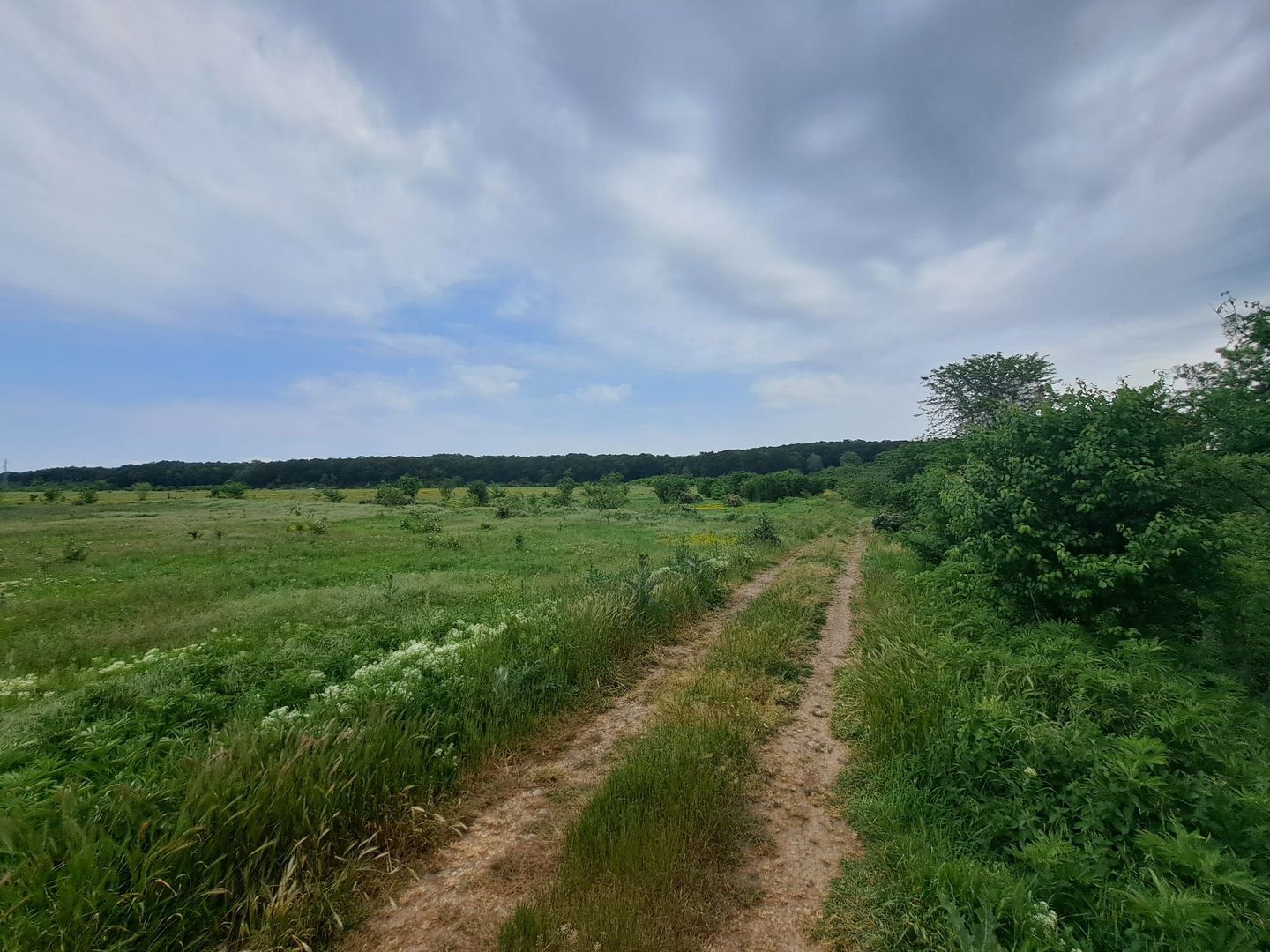 Teren intravilan 3656 mp - Padurea Andronache - Poză 2