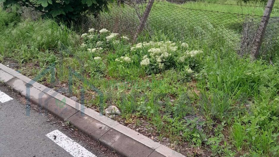 Teren de vânzare în Bucium, strada Ștefan Octavian Iosif nr. 29, zona Plopii fără Soț - Poză 3