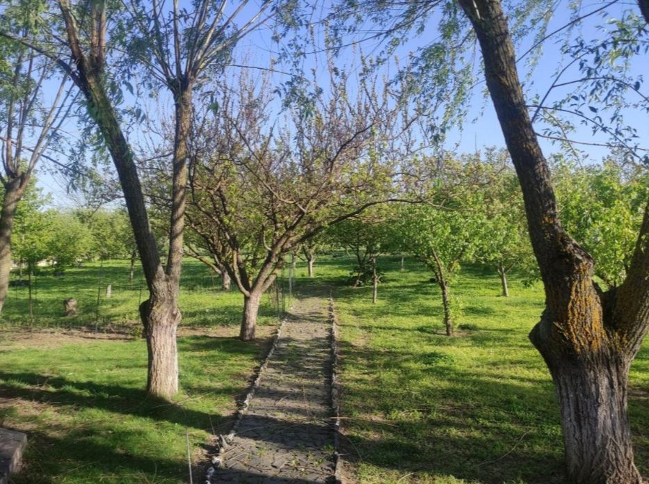 iancu nicolae - Poză 6