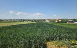 TEREN EXTRAVILAN | MITOCU DRAGOMIRNEI | 2.600 Mp - Poză 7