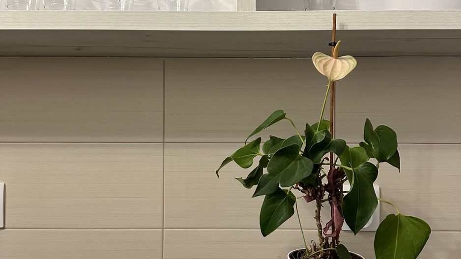 Oferta inchiriata - Apartament 3 camere - de inchiriat - Dacia - Poză 6