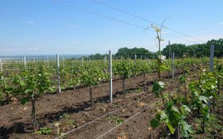 Plantație de viță-de-vie 5,7 ha  investiție cu recuperare rapidă - Poză 6