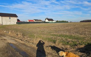 Vand teren cu suprafata de 26.000mp intravilan in Cornetu - Magurele - Poză 2