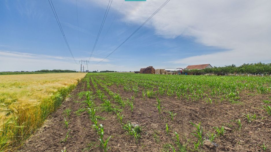 Teren extravilan 5000 mp, Arad - Poză 4
