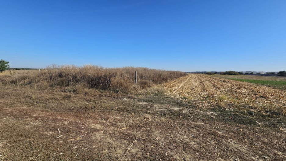 Teren intravilan arabil de vânzare – Copăceni - Ilfov | 1.148 mp - Poză 1
