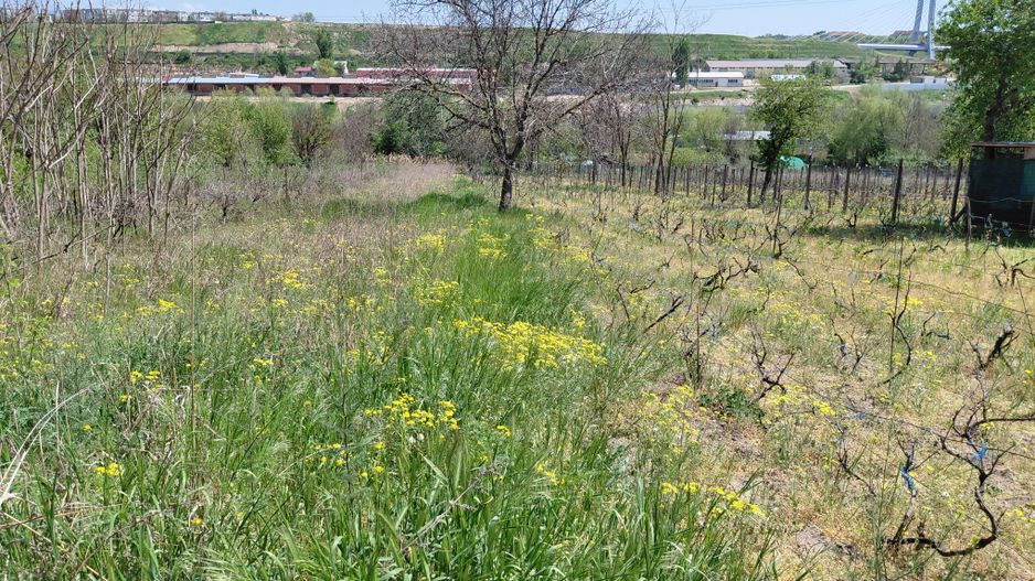 Teren intravilan 3.250 mp în Filești – Ideal pentru casă sau investiție! - Poză 14