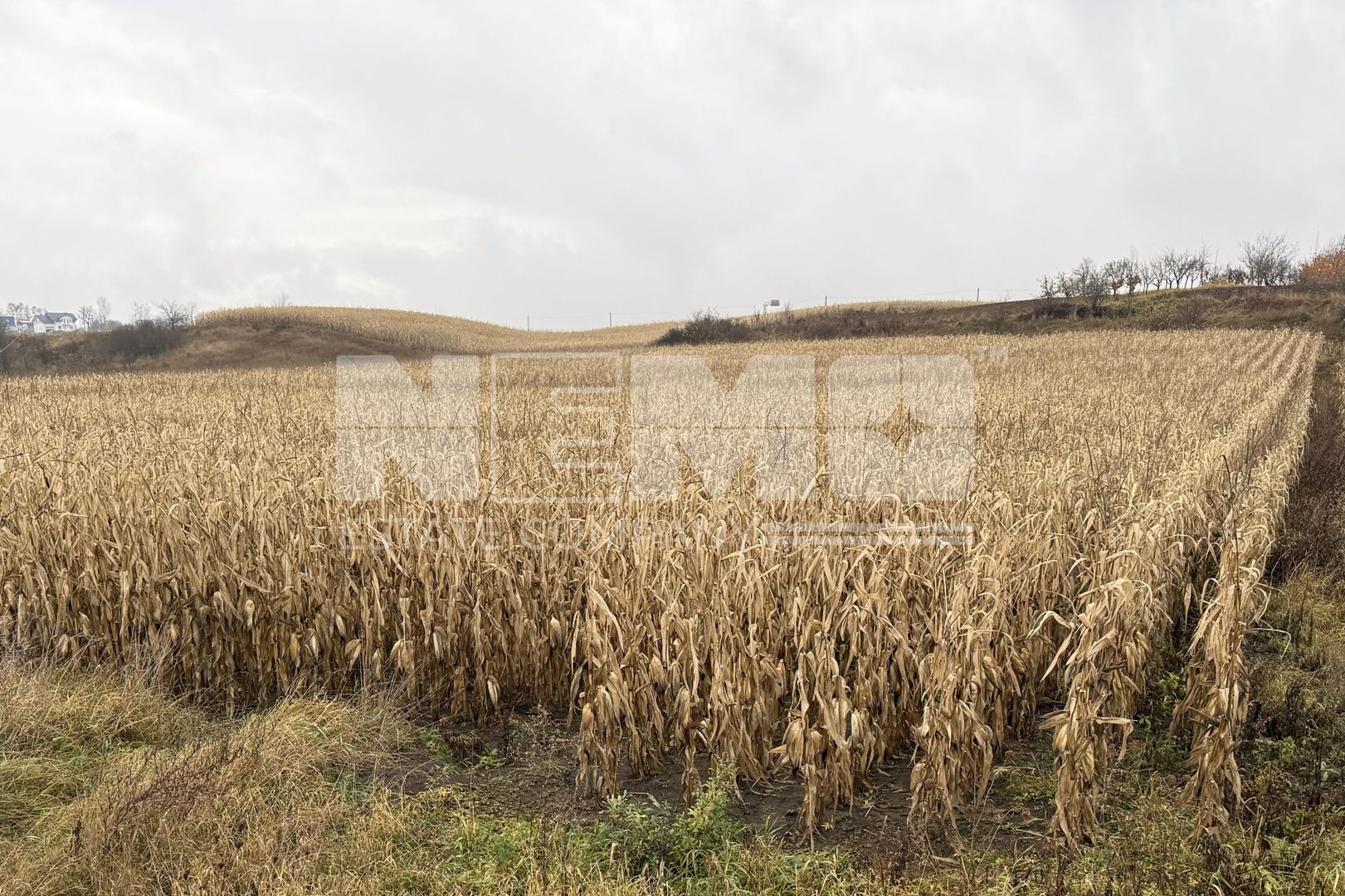 Teren 24 ari | Grănicesti | Front 19 m | DN2H - Poză 1