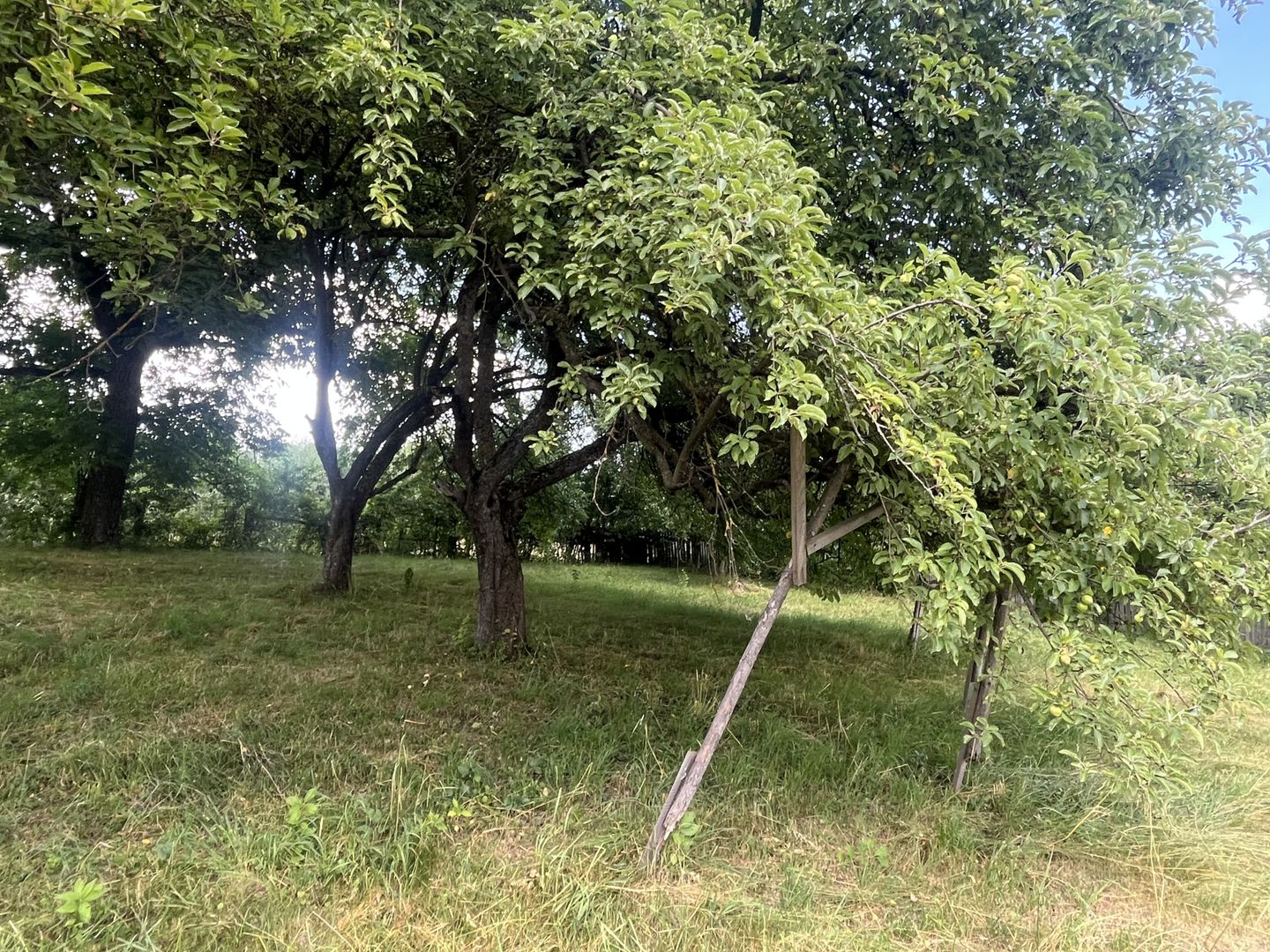 GRADINA BUNICII DE ODINIOARA,DE VANZARE -PAPAUTI,COVASNA. - Poză 10