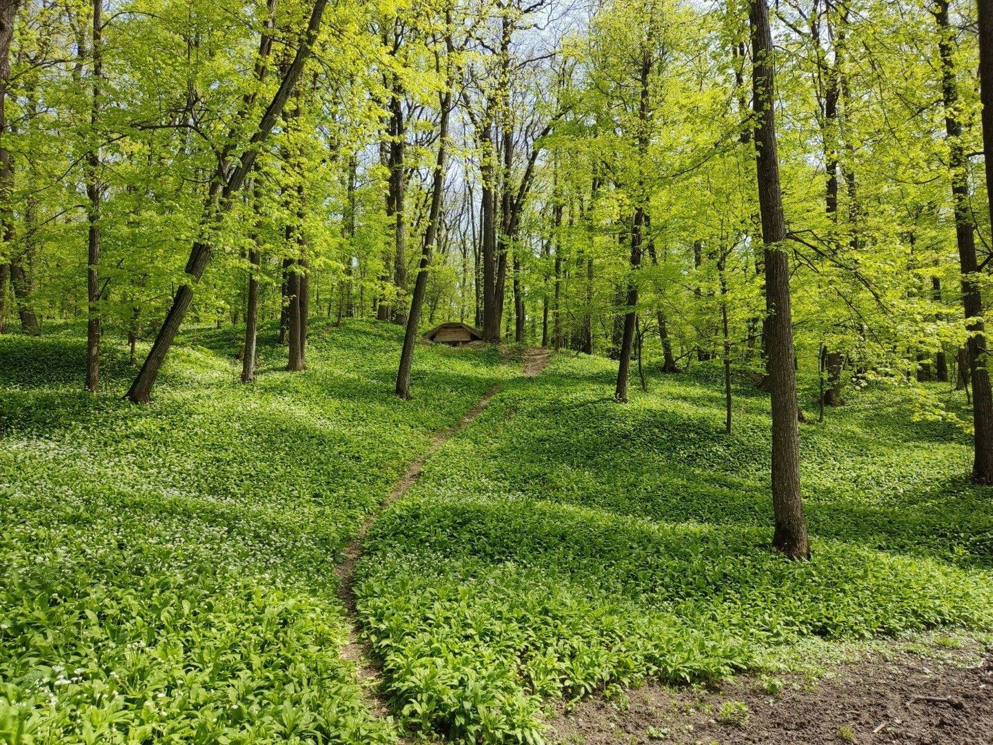 🌲 Teren 7.100 mp cu pădure proprie – Bârnova, lângă Iași - Poză 3