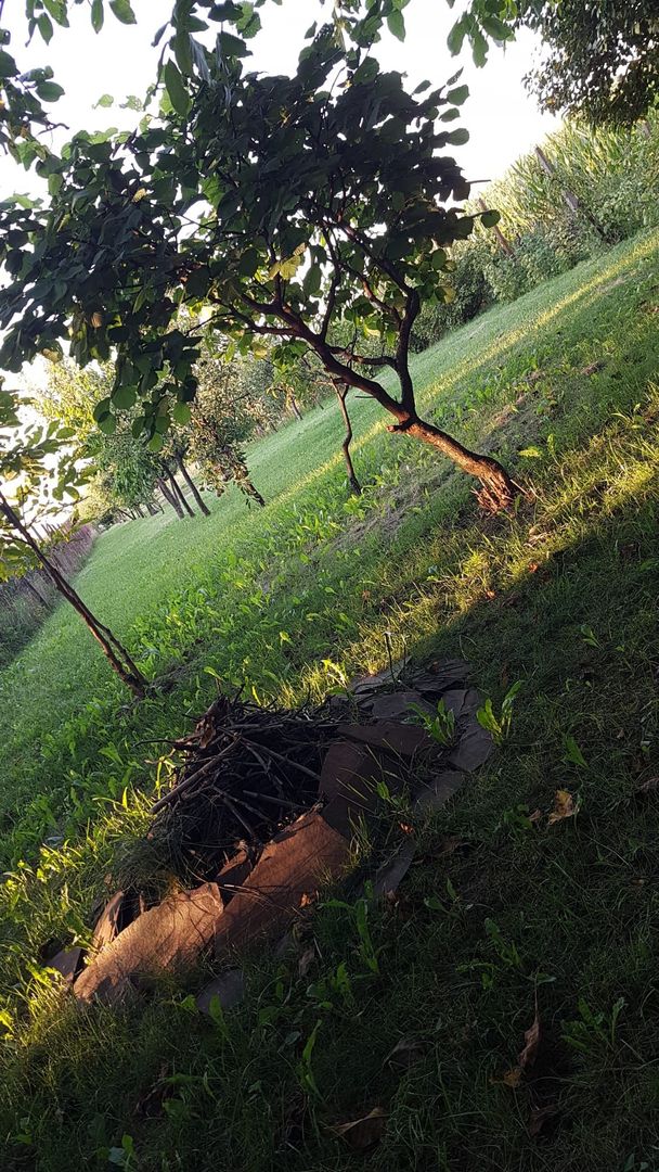 BRASADAS vinde casa individuala in zona Aurel Vlaicu. - Poză 24