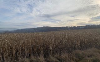 Teren intravilan de vânzare | Cajvana | 7.800 mp - Poză 2