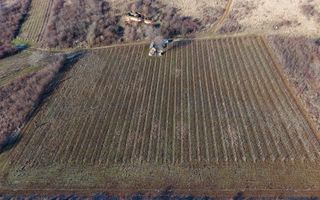 Vita-de-vie Premium  teren de 6800 mp în Covăsinț - Poză 17