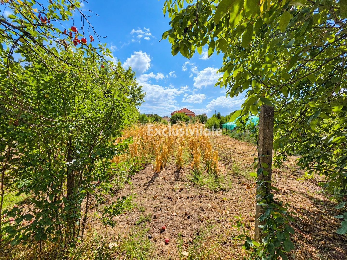 Casă de Vanzare, Str.Bradului,Nr.68,Satu Mare - Poză 5