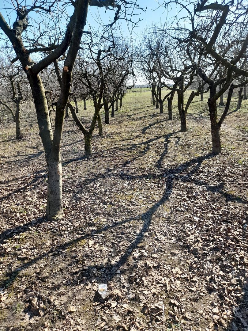 Casă 6 camere, livadă, 3 199 mp, Girisul Negru, Bihor. 42 000 E - Poză 33