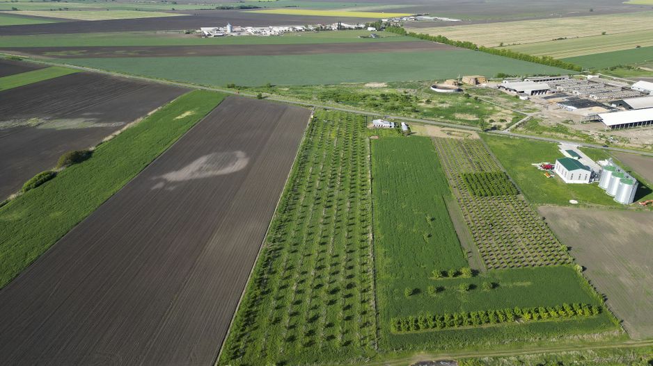 Livadă de nuci și pruni 2.4ha în Variașul Mare - Poză 7