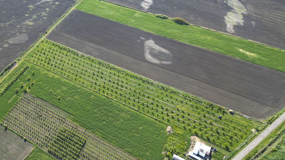 Livadă de nuci și pruni 2.4ha în Variașul Mare - Poză 14