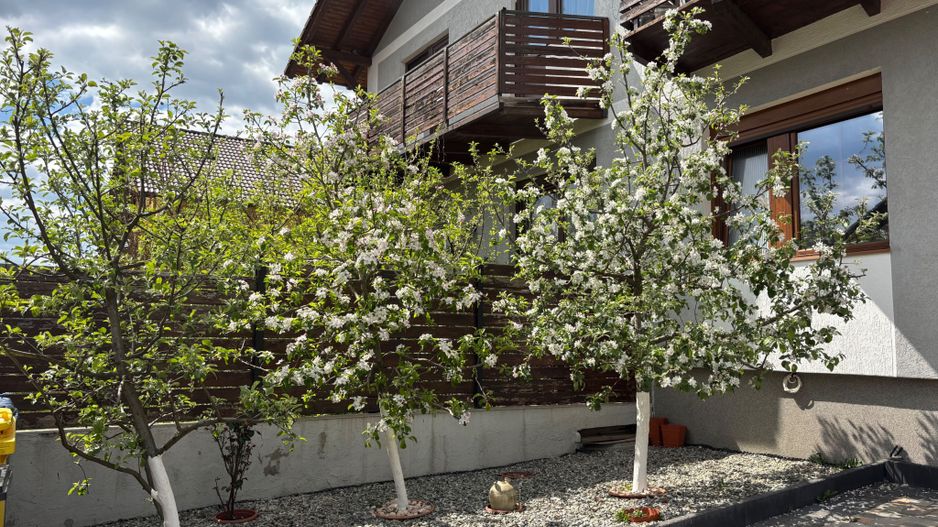 Casa 5 camere cu teren GENEROS si CARPORT - Cartierul Arhitectilor - Poză 3