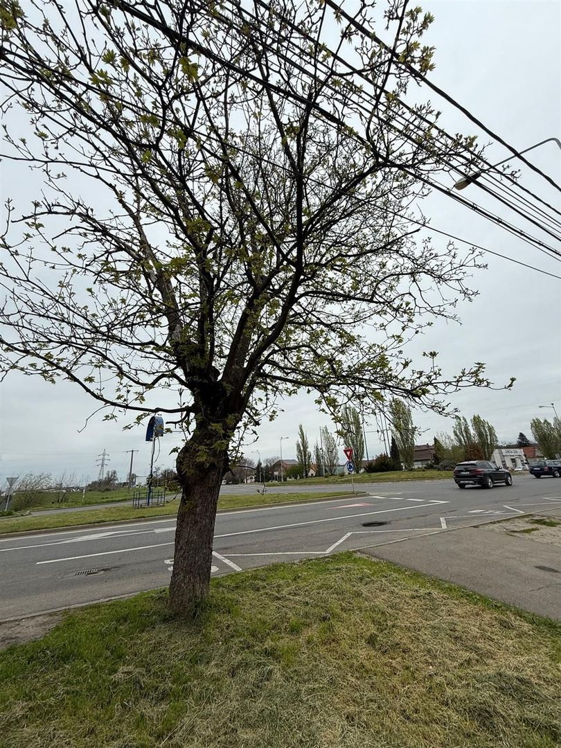 Casa de vanzare Episcopia - Poză 3