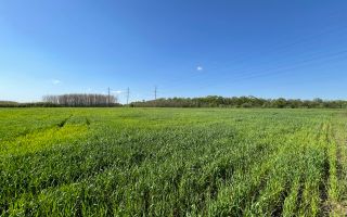Teren agricol de 24 ari în Ghidighici – aproape de pădure, potrivit pentru investiție sau activitate agricolă - Poză 3