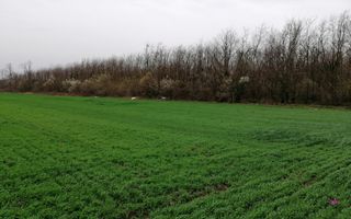 Teren extravilan localitatea Afumati - Poză 2