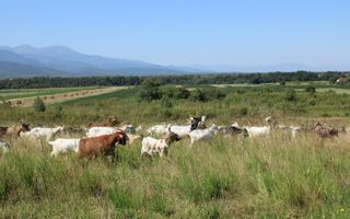 Teren extravilan de vânzare | Arpașu de Sus | 3100 mp - Poză 2