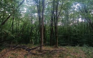 Teren de vanzare | Hidiselul de Sus | Bihor - Poză 3