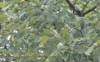 Livadă pe rod de 1570 mp, cu acces facil, în Muntenii de Jos, județul Vaslui - Poză 5