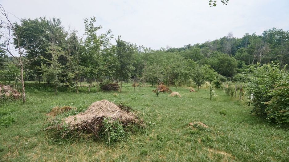 Teren 2240 mp intravilan + casa batraneasca Hintesti-Basangesti - Poză 6