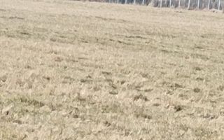 Teren langa Padure Dragomirna 40 Ari ISuceava/Dragomirna I 65.000Euro - Poză 2