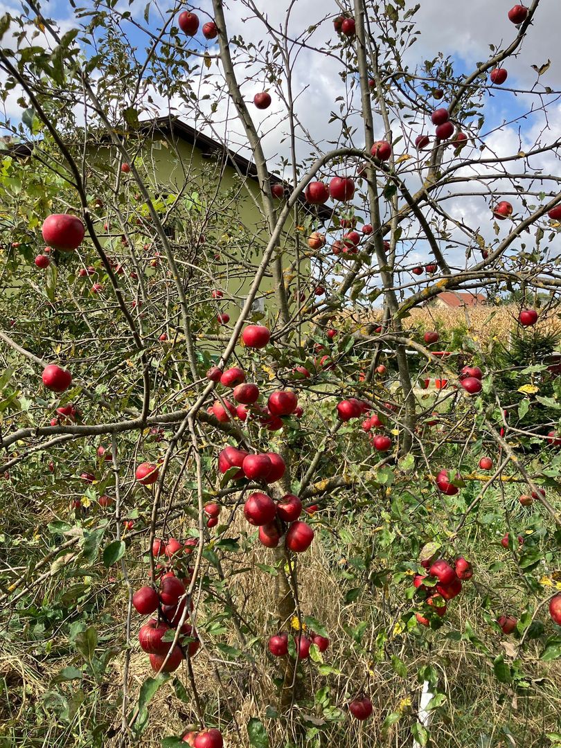 Casa in zona Lunca Marcusului - Poză 6