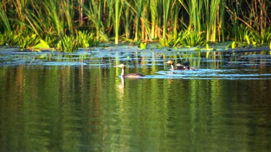 Oportunitate de investitie| Delta Dunarii |Mila 23| pensiune activa - Poză 2