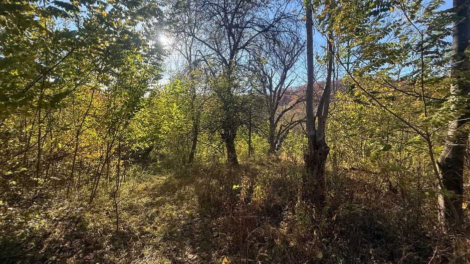 Teren langa pădure 6400mp+casa demolabila-deschidere 35 ml - Poză 7