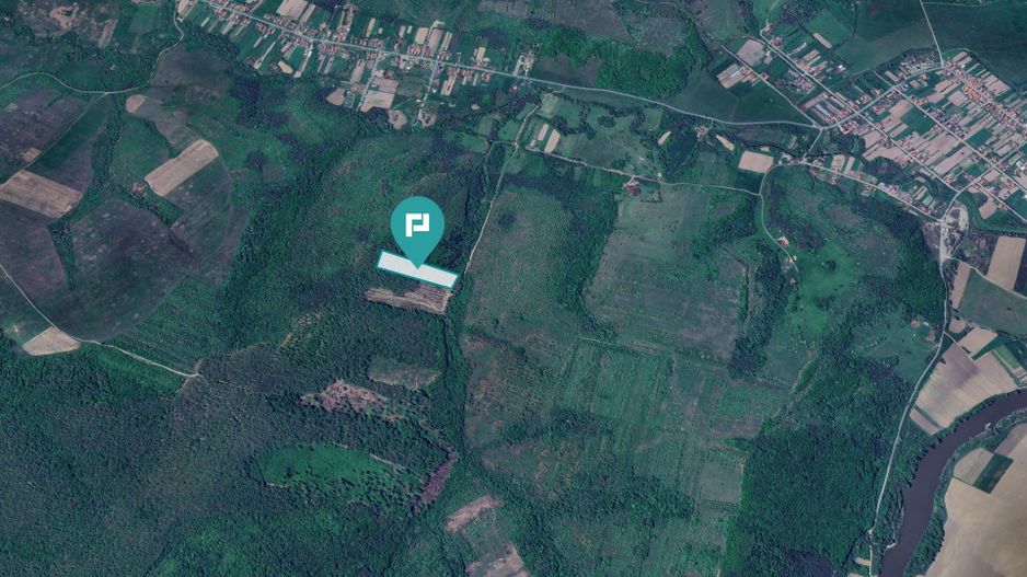 Pădure de foioase – Dorgoş, judeţul Arad - Poză 3