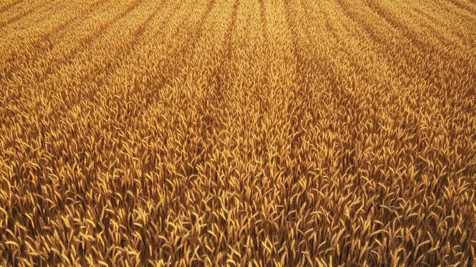 Fermă 1.500 ha – Nord-Est România | Investiție Operațională - Poză 5