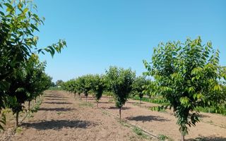 Vand/Schimb Livada Belint 16000mp - Poză 11