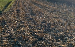 Teren Frătăuții Vechi | 14 Ari | 25.000 EUR - Poză 2