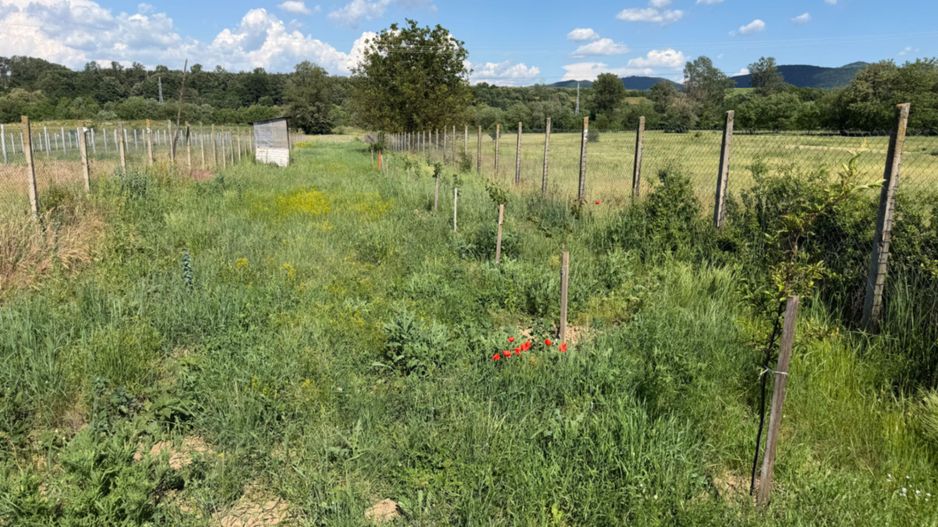 Teren intravilan, 2300mp - Vinerea ( Cugir ) - Poză 1