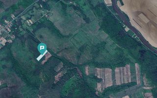 Pădure de foioase – Dorgoş, judeţul Arad - Poză 4